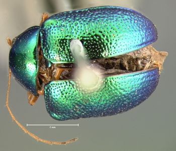 Media type: image; Entomology 17325   Aspect: habitus dorsal view